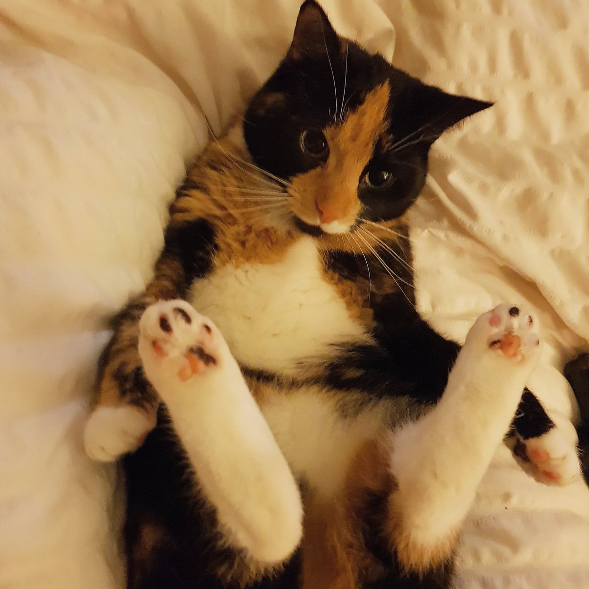 HMoglet tweet picture