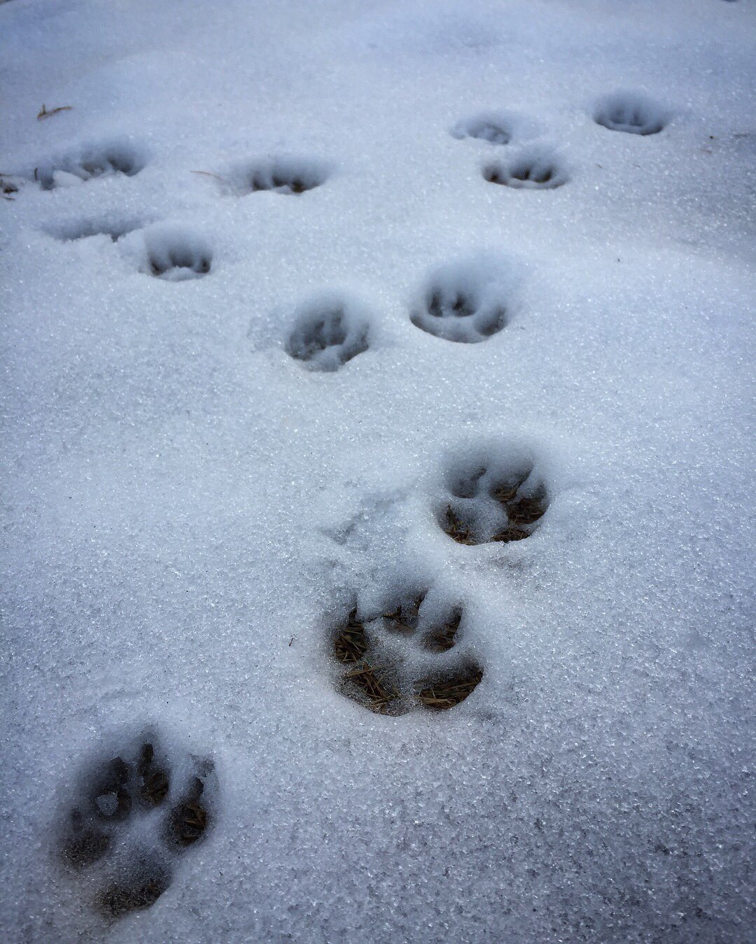 Twitter 上的maki 犬の足跡可愛い 犬の足跡https T Co I8tssyotqj Twitter Twitter 上的maki 犬の足跡可愛い 犬の足跡https T Co I8tssyotqj Twitter