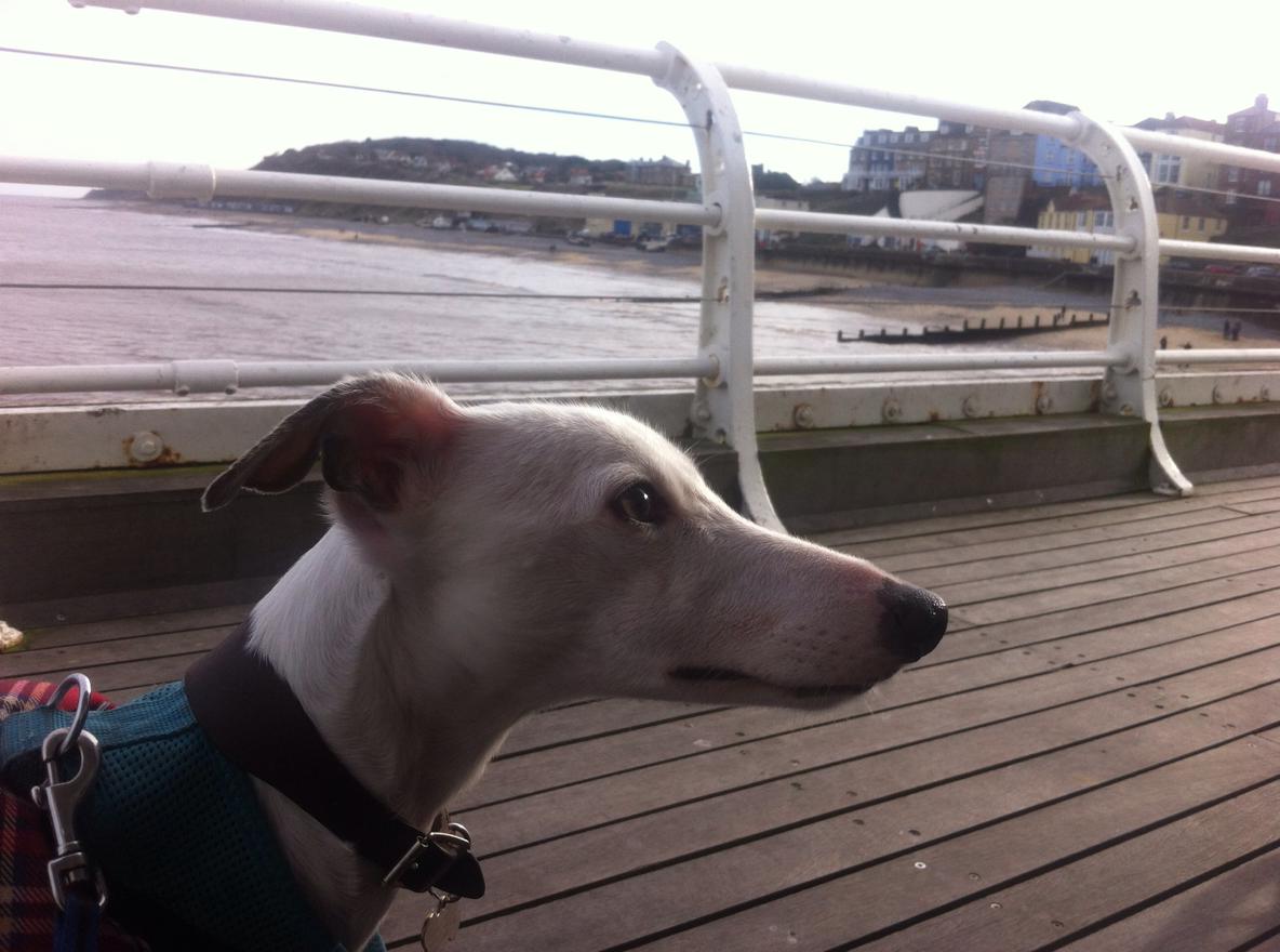 Wattonlib's tweet image. #rumminwhippet went for a trip to the seaside.  Even though it was really cold he had a lovely time running on #cromer beach.  Afterwards he had dinner at a dog friendly cafe which he found in a book borrowed from the library ow.ly/eWOr30ib7Ty #whippets #beach #seaside