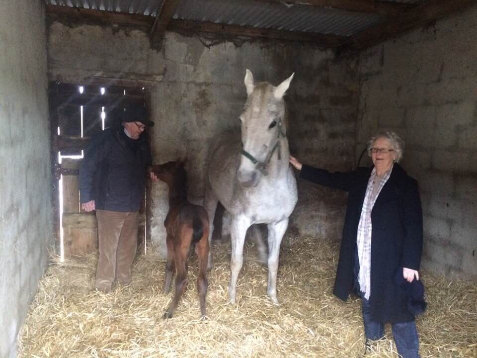 Protectionist Colt foaled by Granny and Grandad in Dunmain, Wexford 🇮🇪