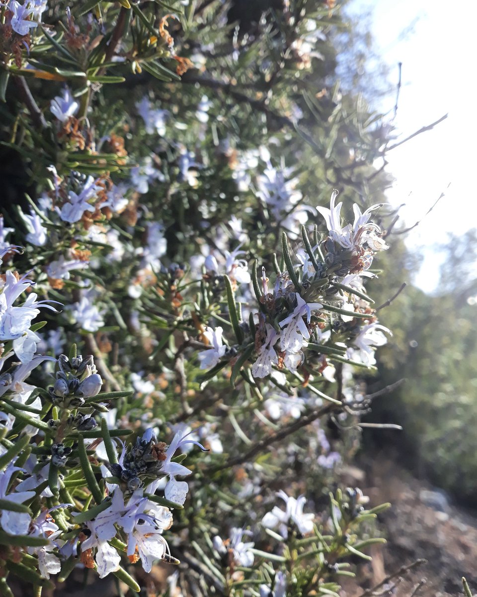 CellerFrisach's tweet photo. Flors i violes i Romer! #CellerFrisach #tempsdefred❄ #Retrato #TerraAlta #paradisnatural #orgullpagès #orgasmicLands #OrganicFarming #winelovers🍷 https://t.co/5IdCvwb6Mc