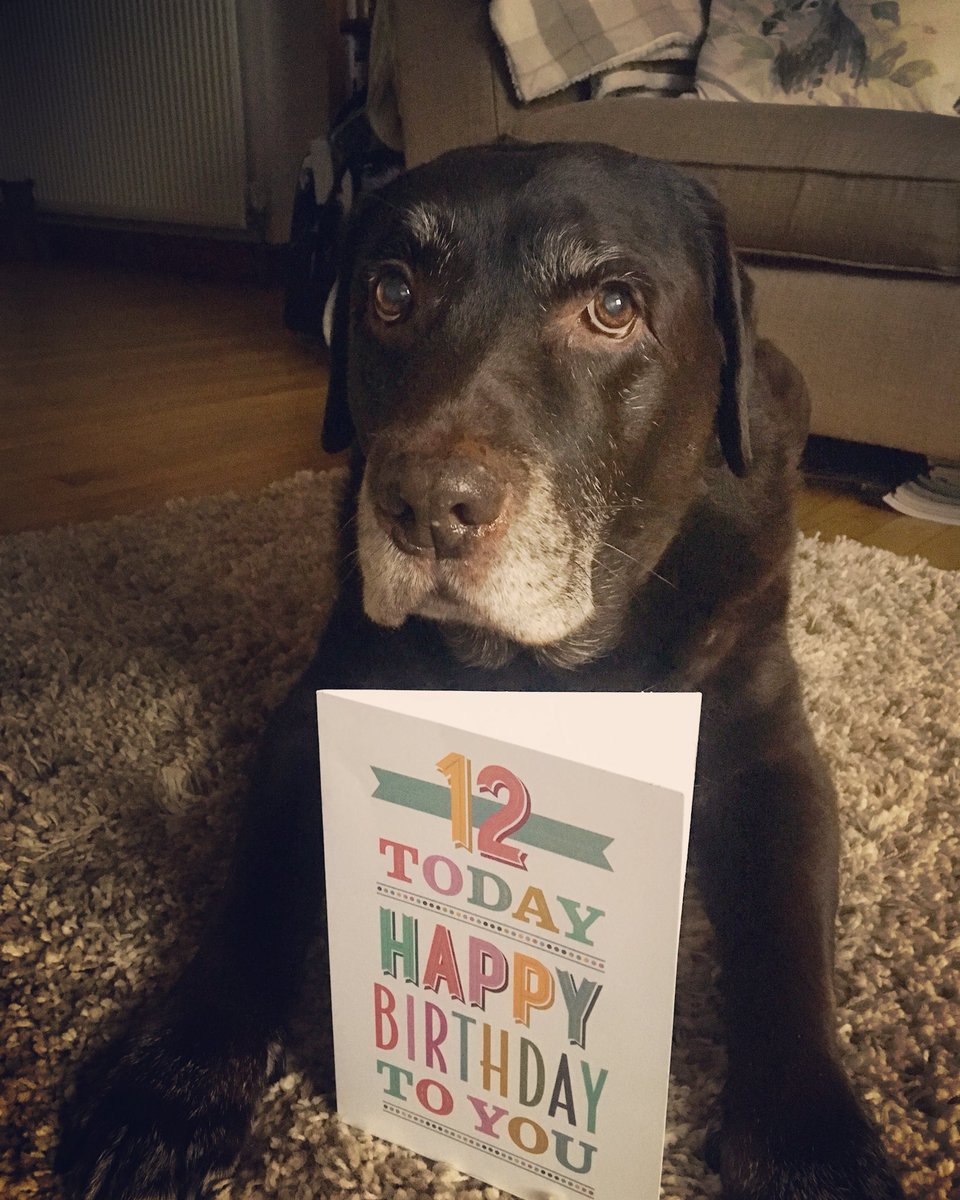 Buttons 12 today 💙🎂#love #chocolatelabrador #labrador #12today #birthdayboy