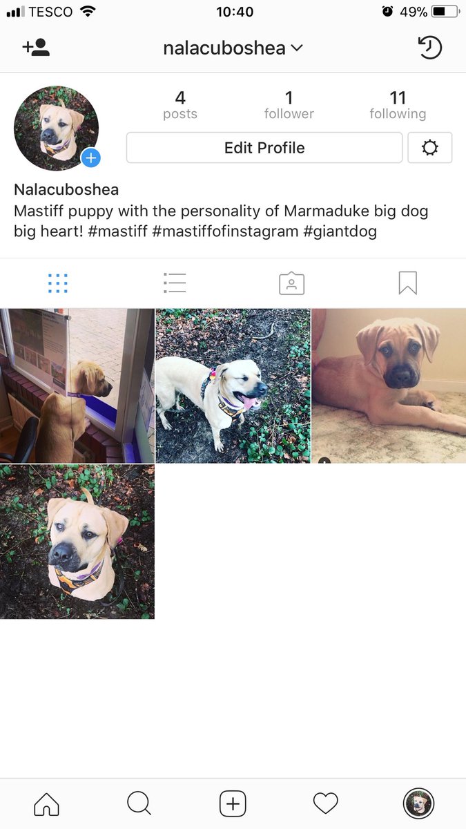 NalaCubOShea's tweet photo. I’m heading to #Instagram 🐕🐾 https://t.co/RGAWUOHB8C