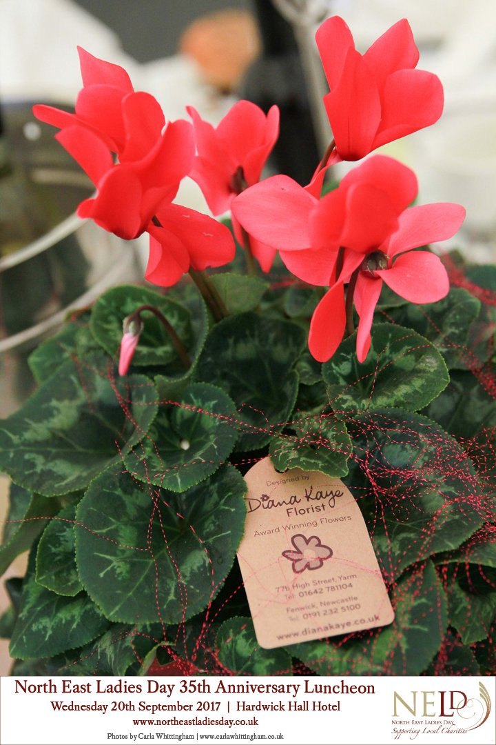 NorthEastLadies's tweet photo. Each year we're supported by many local businesses including @dianakayeshop who donated these wonderful plants for the tables at our last Anniversary Luncheon. https://t.co/ob1pZOQzYa