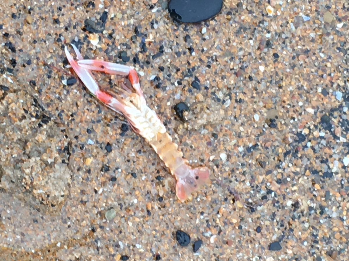 LeadLearningUK's tweet photo. @jpembroke These were this morning’s distractions for me on our beach walk. #unusualfind https://t.co/slXaG3eJmt