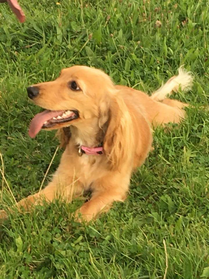GetOliveHome's tweet photo. This week the search for #FindOlive continued. There are banners throughout the city, features in the paper &amp; just yesterday, a radio interview. Olive was #STOLEN on 24/01 frm #Cambridge She is spayed &amp; CANNOT be bred. Call 07795442556 with information. #StolenDog #Rt #RTplease https://t.co/tjOeRp995i