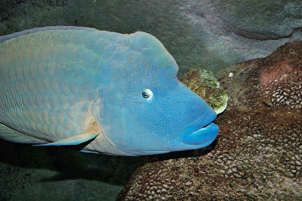 MOHD77ALG's tweet photo. سمكة نابليون أو شاحنة الموج (بالإنجليزية:Humphead wrasse) والاسم العلمي لهذه السمكة (Cheilinus undulatus)  هي سمكة من عائلة سمك الرأس, وهي من الأسماك الكبيرة التي تعيش بين الشعاب المرجانية في المحيط الهندي والمحيط الهادي, وتوجد أيضا في البحر الأحمر

#شبكة_هواة_صيدالأسماك https://t.co/1MEUkS0yrl