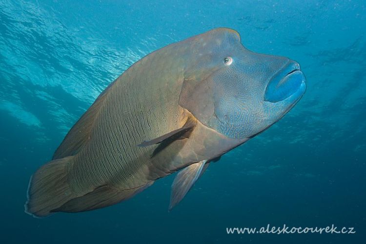 MOHD77ALG's tweet photo. سمكة نابليون أو شاحنة الموج (بالإنجليزية:Humphead wrasse) والاسم العلمي لهذه السمكة (Cheilinus undulatus)  هي سمكة من عائلة سمك الرأس, وهي من الأسماك الكبيرة التي تعيش بين الشعاب المرجانية في المحيط الهندي والمحيط الهادي, وتوجد أيضا في البحر الأحمر

#شبكة_هواة_صيدالأسماك https://t.co/1MEUkS0yrl