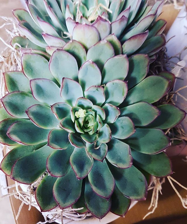 ssmithflowers's tweet photo. Succulent plant in our Surbiton branch today. 
#succulent #floristshop #floist #flowers #deliveries #surbiton  #surreyflorist #London #instaflower #localflorist @simonsmithflowers https://t.co/WDLNy5mets https://t.co/MrkcKnE90p