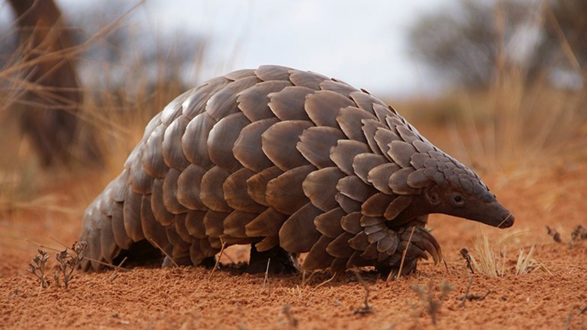 CITES's tweet photo. Customs of Taiwan seize about 4,000 #pangolins smuggled from Malaysia https://t.co/iaogPgcI0e #WildlifeTrafficking #wildlifecrime

Commercial int'l trade in all #species of pangolins is prohibited by #CITES https://t.co/m1MuGMTOF2