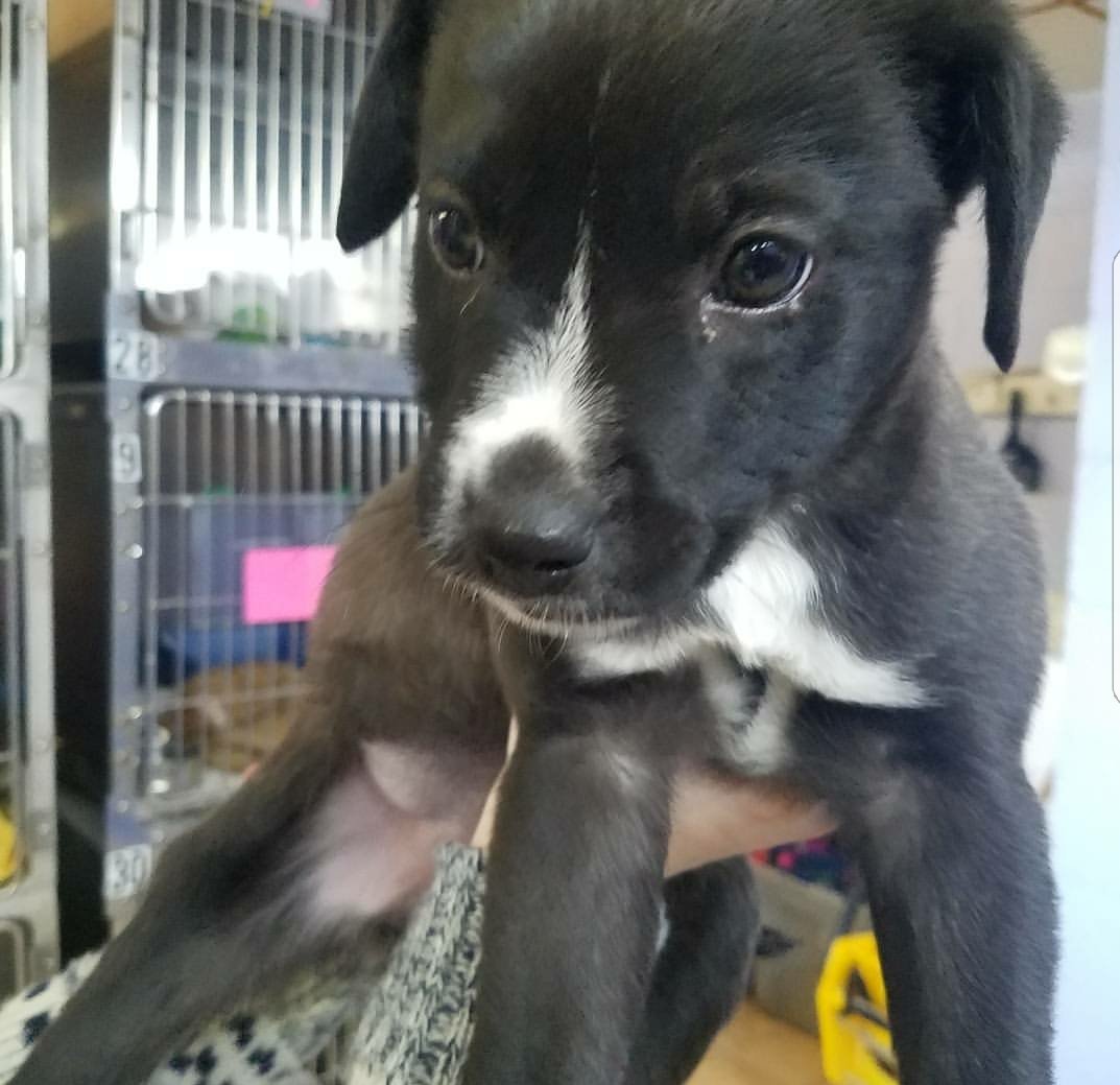 Hombrevender's tweet photo. 1 year ago we Adopted this angel. Didn't get to bring her home for 3 days but this glow up is real #CaliBerry https://t.co/Mrgjh3lC6L