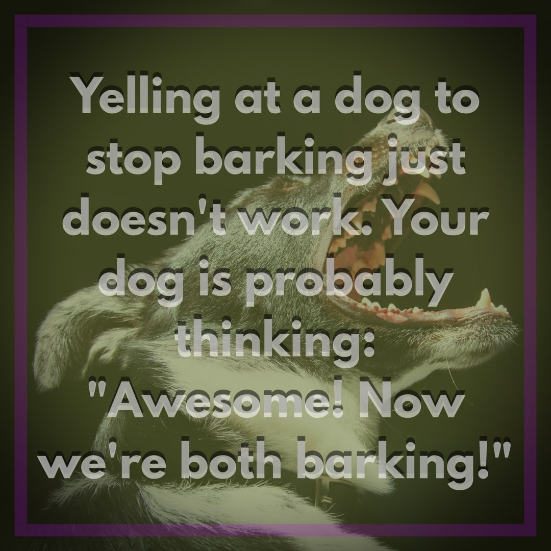 Fetchpet1's tweet photo. Sometimes you have to set aside an hour on #Saturday to sit on the couch and make #funnydogmemes to entertain fellow #doglovers 😂😂😂 https://t.co/j3mtOOLTJB