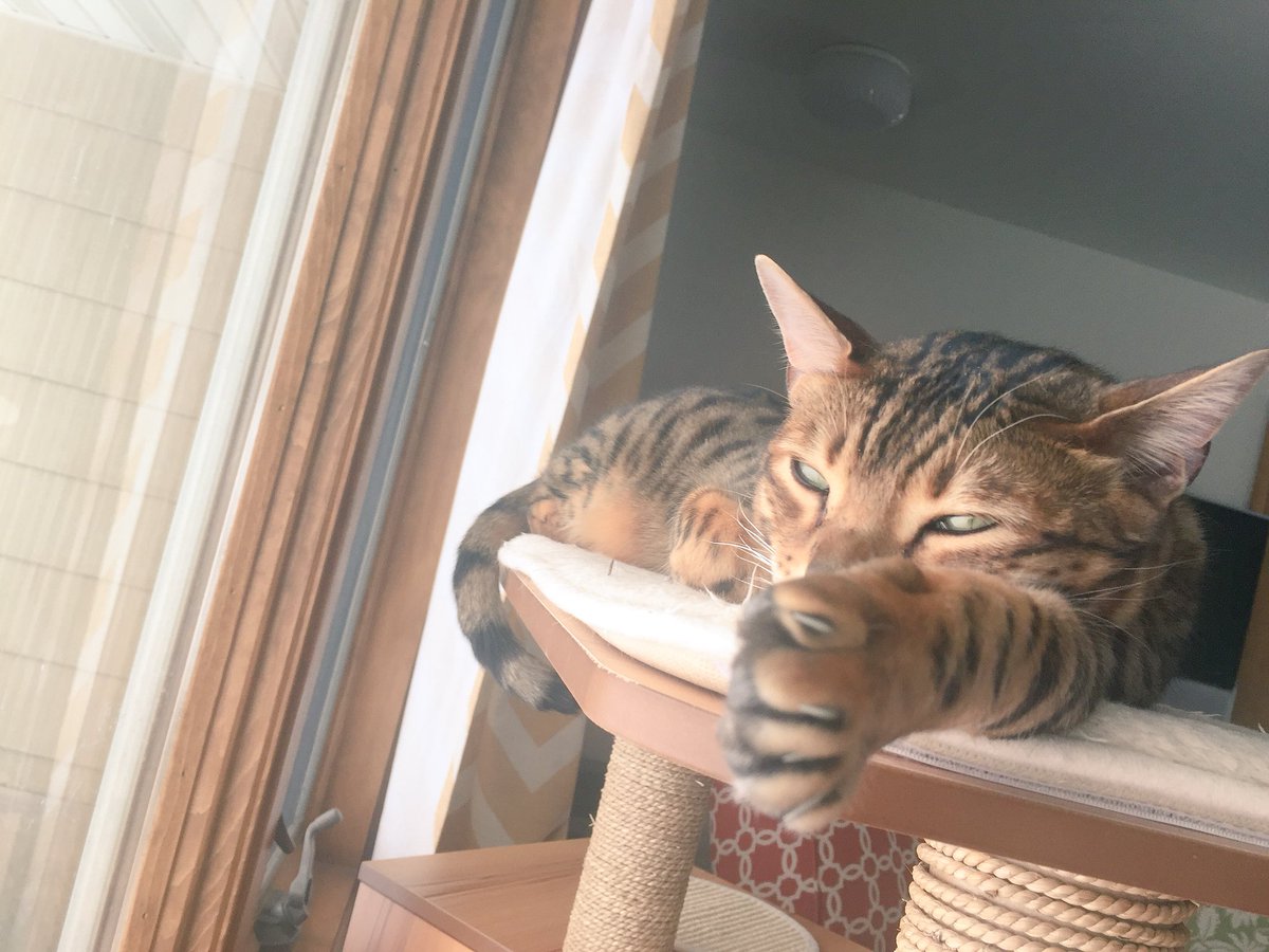 LilLeopardSpots's tweet photo. Don’t bug me; it’s #caturday. And yes, this is all I plan to do today. 
❤️Tenzing https://t.co/x2RbHtBSoE