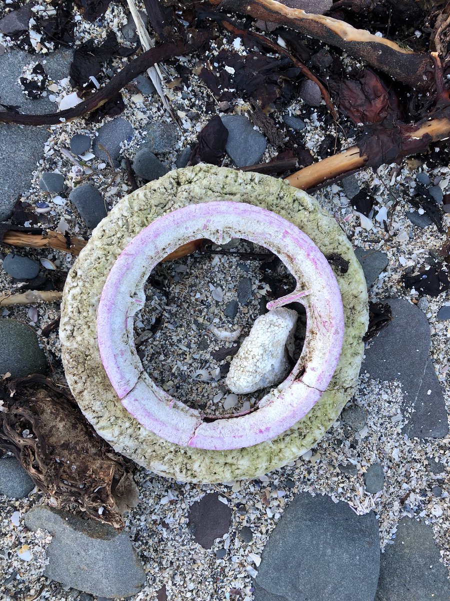 Rua2000's tweet photo. #babyscallop #pramwheel #backscrub https://t.co/AMifqP9BLJ