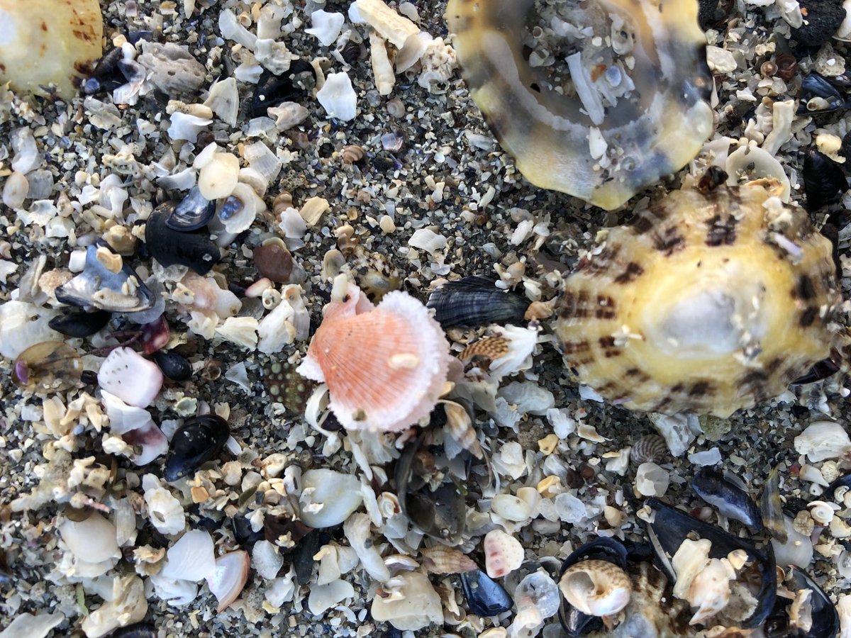 Rua2000's tweet photo. #babyscallop #pramwheel #backscrub https://t.co/AMifqP9BLJ