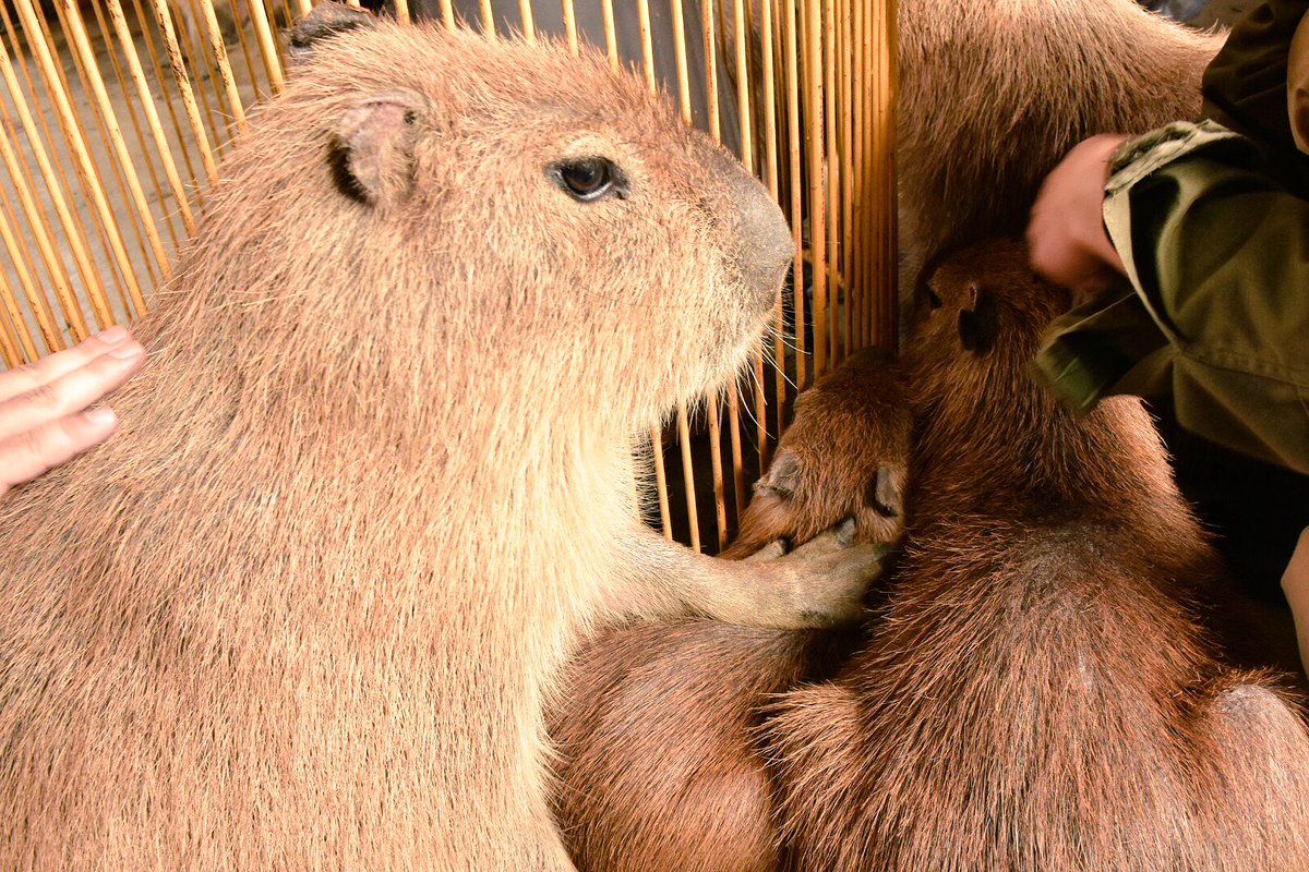 うさ カピバラだらけ 今日のカピバラpart424 カピバラの背中に手を当てる人間と カピバラの頭に手を当てて潰すカピバラ 無表情でそっと手を置く カピバラ Shaboten