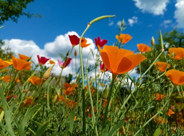 Primitive_Style's tweet image. Photo By AnnaKovalchuk | Pixabay 
 #flowersofthefield #eschscholzia #summer #beauty #beautyblogger #beautyblog #beautyful #beautycare