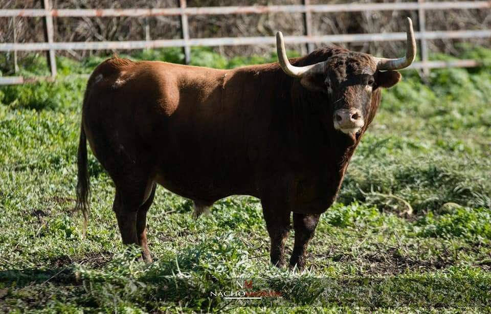 benjamintorresg's tweet photo. Jamás, en la historia de la Plaza de toros de Castellon ha salido por chiqueros un toro del trapío de Pamplona. Saldrán este año para Manzanares, Talavan... digo para los recortadores. https://t.co/ENy1FHfytS