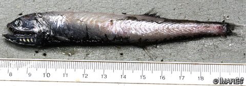 Shark Devocean tweet media