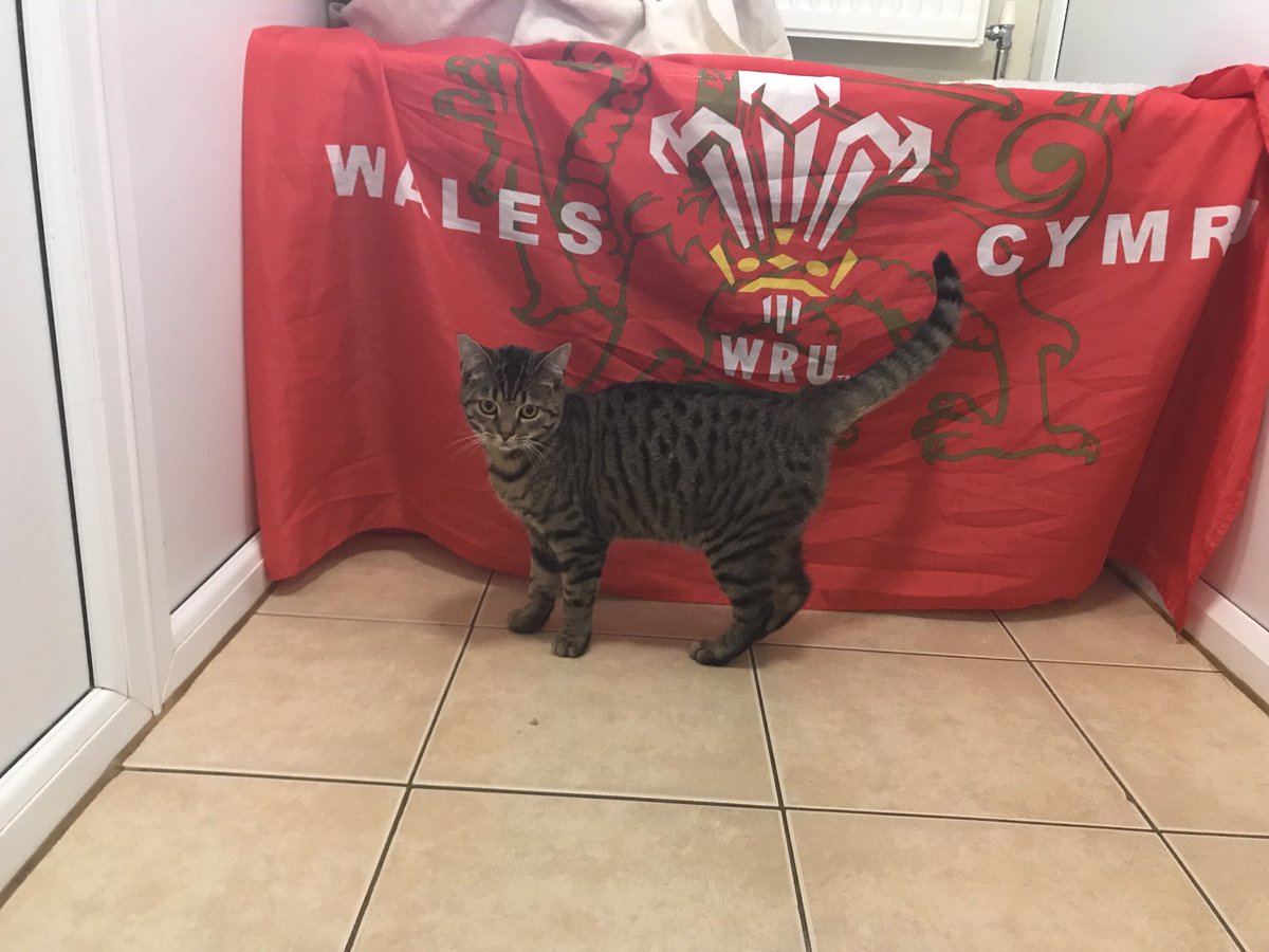 cottagecattery's tweet photo. @Greygirly Zoe ready for a Welsh Victory #welshcat #cmonboys @rutakingthep #sorry https://t.co/4GZ2YsHg60