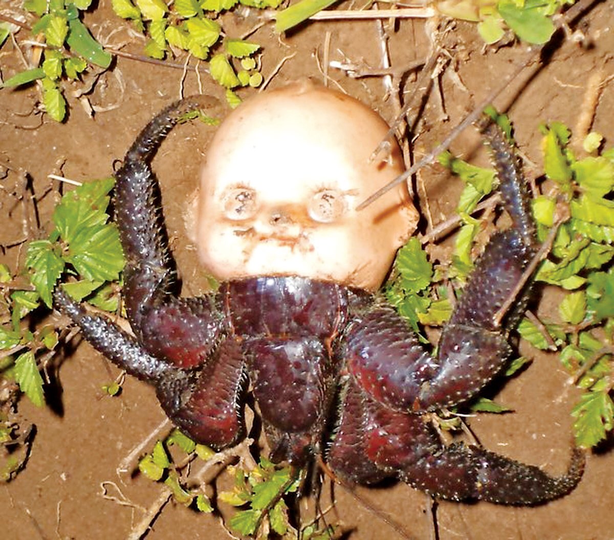 I like to highlight unique animals once every so often. Here's a coconut  crab using a baby doll head as a shell. Lovely eh? Hmmm, reminds me of  something.... -@getzmo #animals #wildlife #, image size:1200x1056
