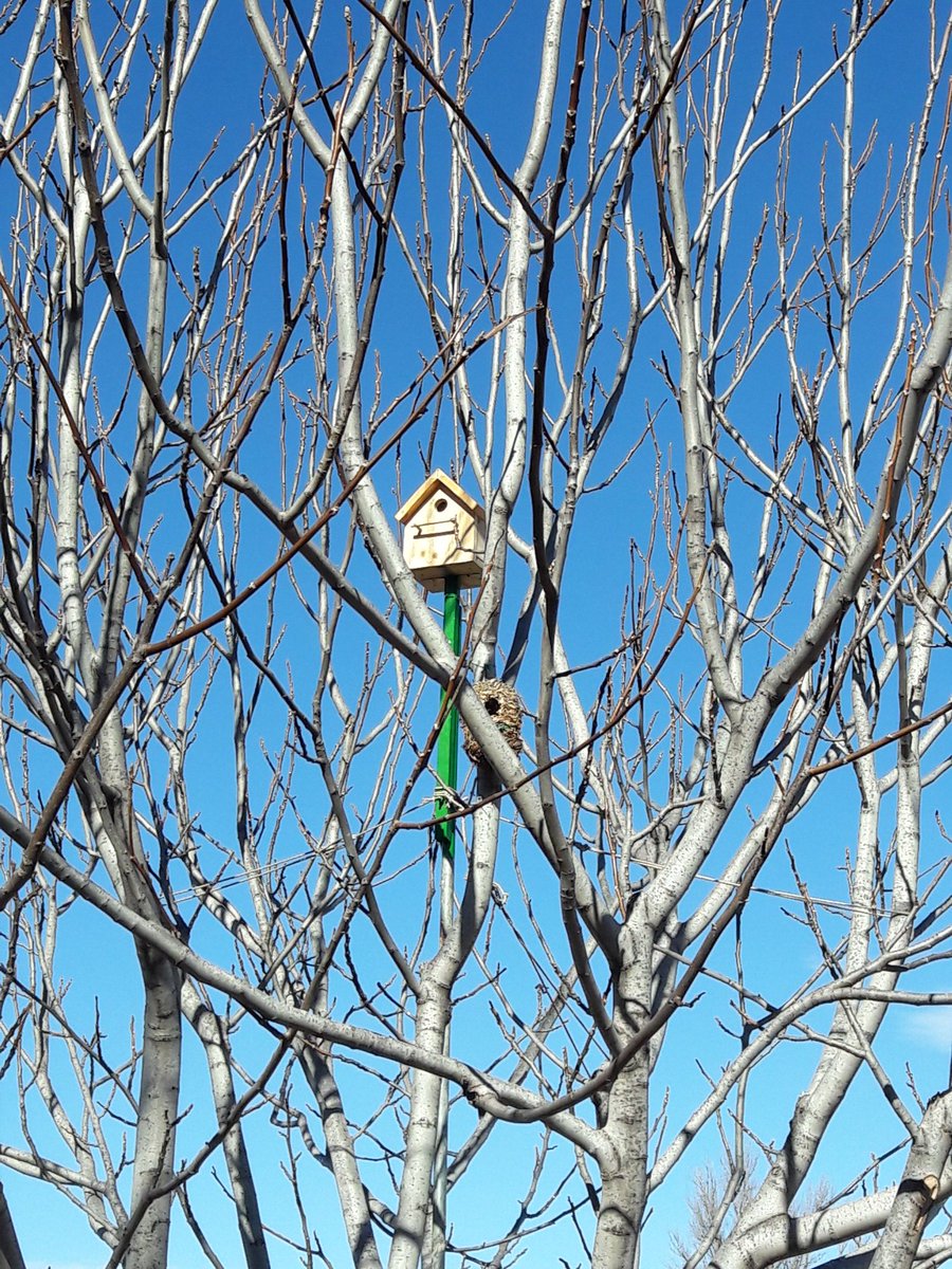 isajarafuel's tweet photo. Lo que empezó con un nido se ha convertido en toda una urbanización para tejainos (gorriones). Ya tenemos 9, el último con tejado a dos aguas😊❤🐥 @SEO_BirdLife @pablovera_g https://t.co/AGQppv2TrE