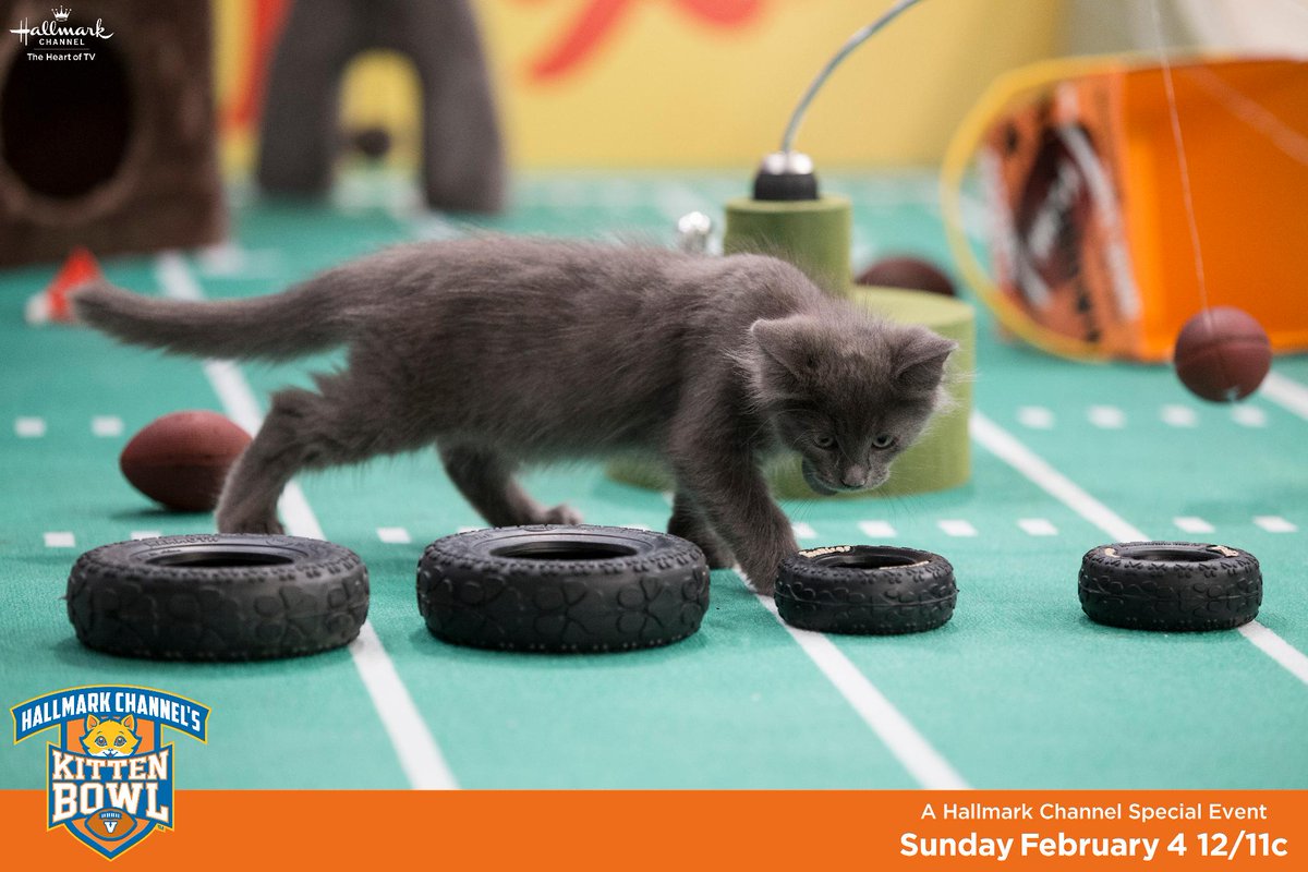 MNSuperBowl2018's tweet image. We are pleased to welcome @HallmarkChannel's @KittenBowl to the #SuperBowl!  Join the cutest, adoptable kittens at Dayton Hall at Nicolett Mall all day today until 10 &amp;amp; TMR from noon till 3. Watch #KittenBowl on Feb 4 at 12/11c. #AdoptionEverAfter