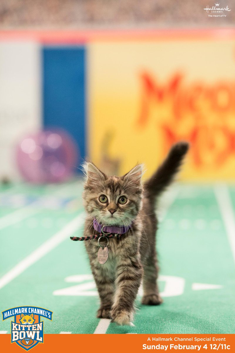 MNSuperBowl2018's tweet image. We are pleased to welcome @HallmarkChannel's @KittenBowl to the #SuperBowl!  Join the cutest, adoptable kittens at Dayton Hall at Nicolett Mall all day today until 10 &amp;amp; TMR from noon till 3. Watch #KittenBowl on Feb 4 at 12/11c. #AdoptionEverAfter