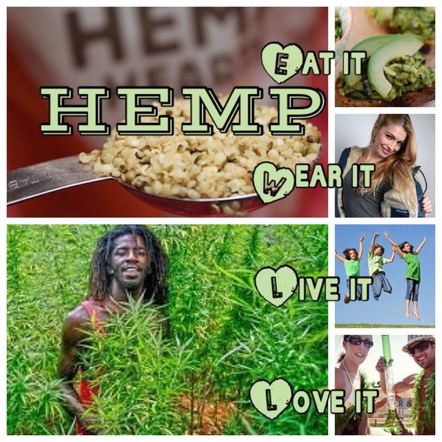 DublinHempCo's tweet photo. #Hemp : the plant that keeps on giving. Eat it Wear it Live it Love it. 💚 https://t.co/VwdQYnEDxq