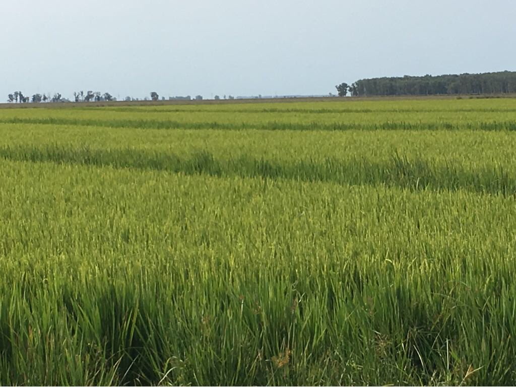 CipaCebollati's tweet photo. La chacra con el arroz ya floreciendo!  #arrozuruguay https://t.co/TUr2F8vR1g