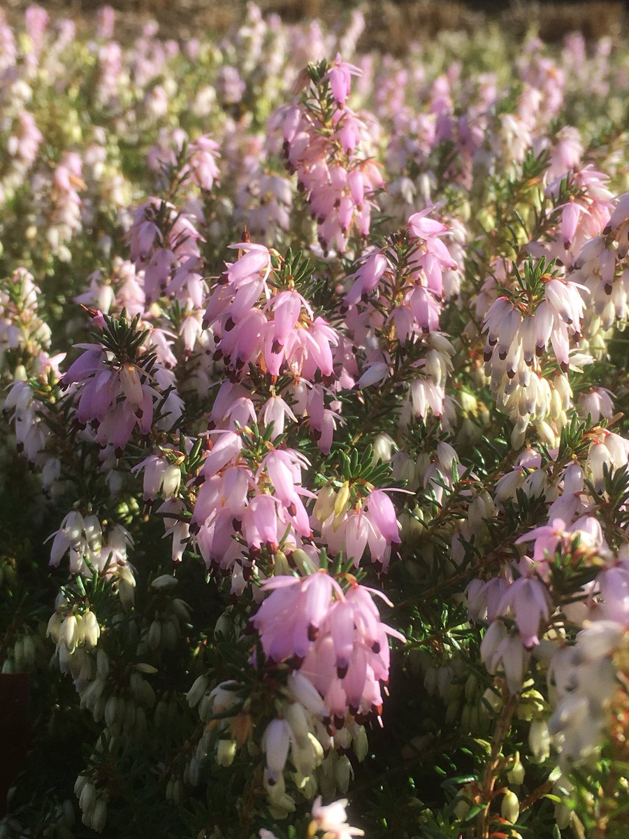 Winter flowering Ericas at their very best in the Valley Garden, Windsor. The Heather Garden is looking really sharp and well worth exploring particularly on a sunny crisp day.<a href="/WindsorGtPark/">Windsor Great Park</a>