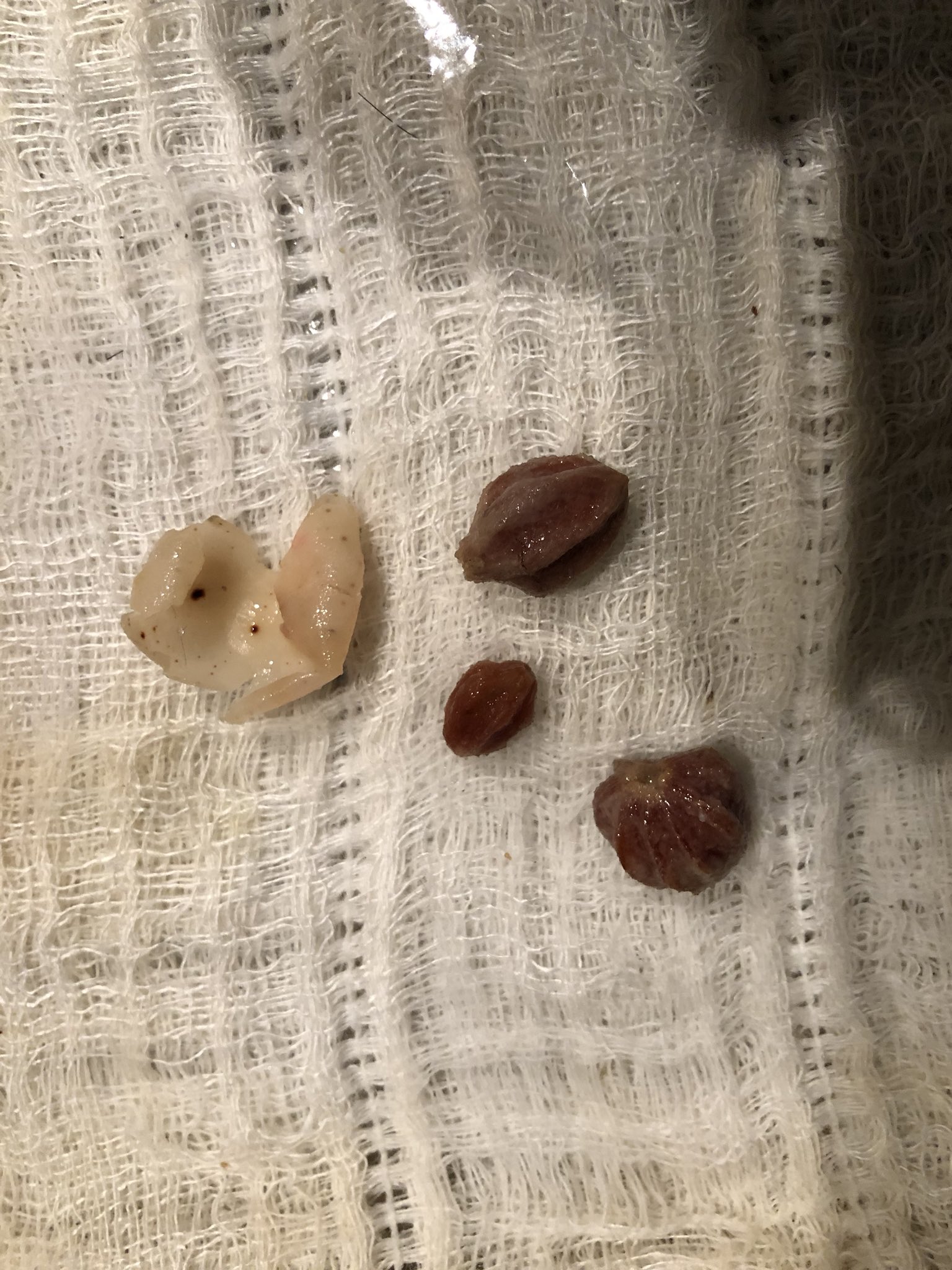 シーズーのふっふ 今日は散歩中にセンダンの実を食べてしまい ちょっと大変でした 実には毒がありますので 散歩コースに星型の種が落ちていたらご注意ください シーズー 犬 Dog T Co Io62bk57d5 Twitter