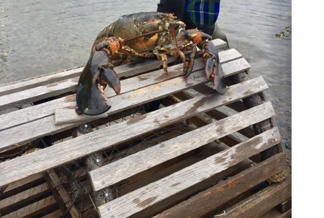 LucyLobsterNS's tweet photo. @weathernetwork Hey what about me?! #moveoverdogs #newkid #weatherismymiddlename #learnfromthebest #novascotiasouthshore https://t.co/Kgdavvm1RL