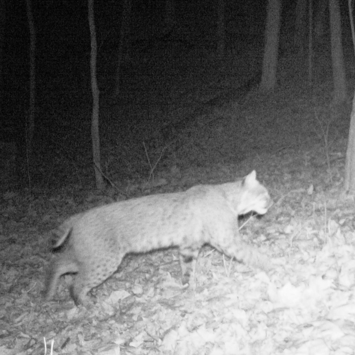 The Trailcamologist On Twitter Hefty Western Pennsylvania Bobcat I M Amazed At How Many Cats I Get On Camera Most Folks Have Never Seen One And Are Quite Surprised When I Show Them