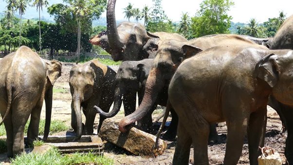 He also commented on a more playful use of these animals: “The Keepers of the Kings Elephants sometimes make a sport with them after this manner. They will command an Elephant to take up water... till they command him to squirt it out at somebody, which he immediately will do”