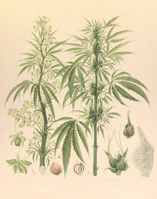 There's one final odd detail.Upon his return, Knox also presented his friend Robert Hooke with samples of “a strange intoxicating herb like hemp” which he dubbed “Indian hemp” or “Bangue“. The herb was cannabis, & Knox was the first European to describe its effects.