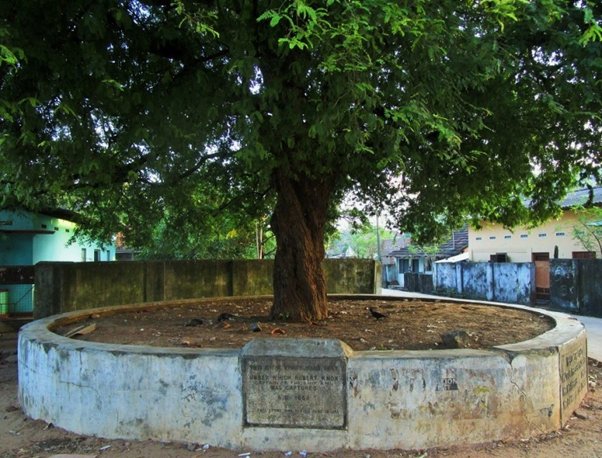 Knox’s story is widely forgotten today, but it was an incredible early example of cross-cultural exchange. It influenced English literature & changed how people thought about other cultures & other worlds.Today, the tamarind tree under which Knox was captured is a monument.