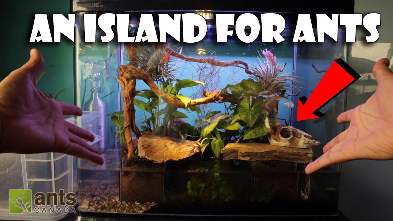 Antscanada AntsCanada on Twitter: "NEW VIDEO: What is this? An Island for Ants