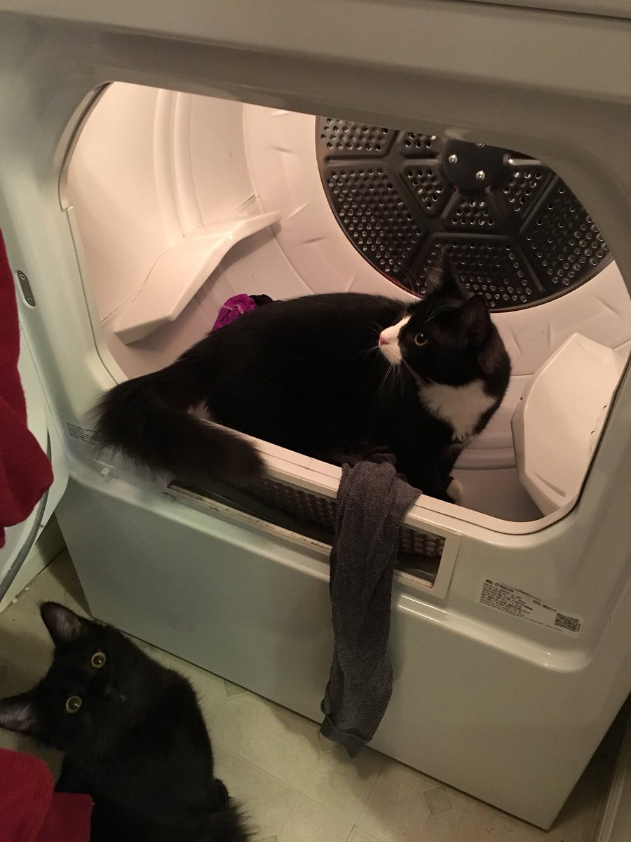 KellySprouls's tweet photo. @AmyFreeze7 Oreo and Shadow like doing laundry... #supercatsaturday https://t.co/5f8hCTZmEe