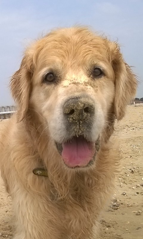 Our beautiful old boy <a href="/HarveyRetriever/">Harvey</a> wudda won  #InternationalGoldenRetrieverDay if he was still around.