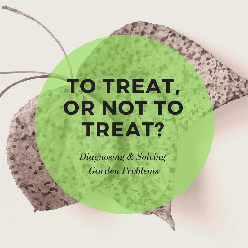GrowPHX's tweet photo. Diagnosing and Solving Garden Problems [To Treat, or Not to Treat?  That is the Question.] https://t.co/xqnAXYv8jD https://t.co/VWSLcniLRL