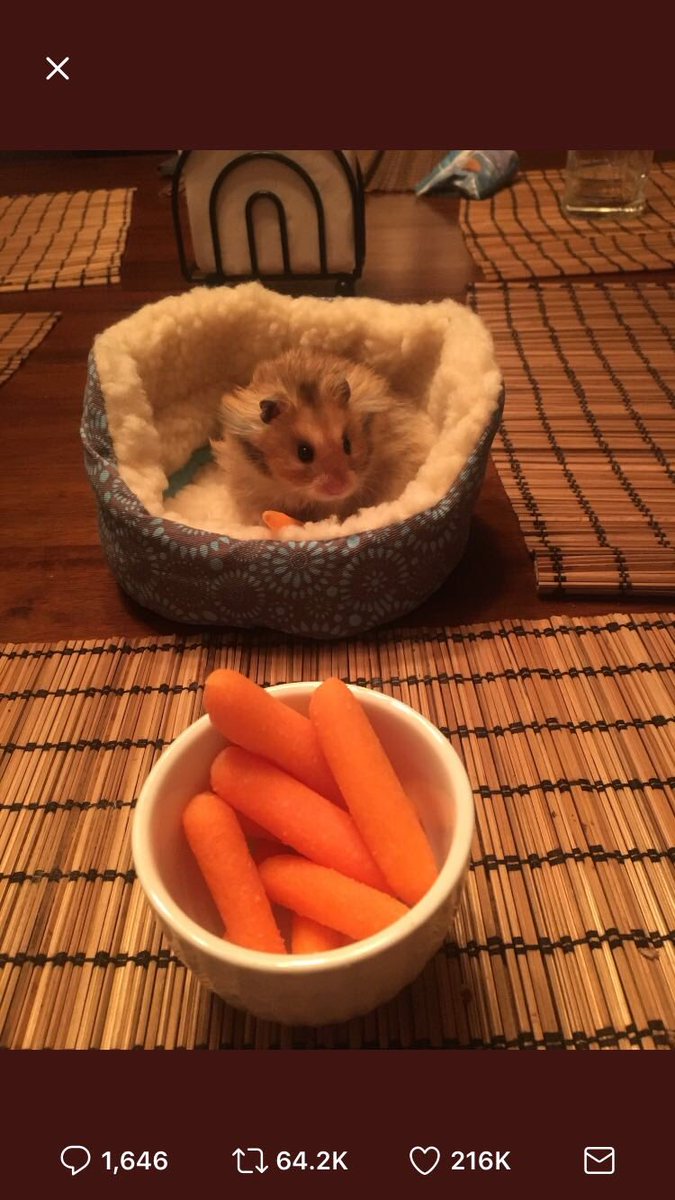 lilylangtonx's tweet image. 50 #retweets and Mum said I can get a #hamster. Imagine one in this little bed. Help me out yall