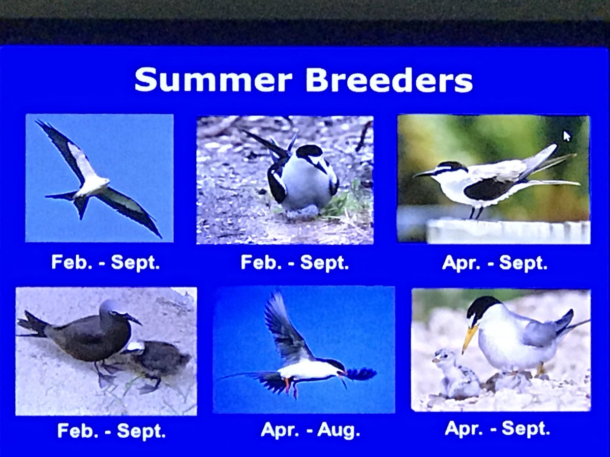 tropicalaudubon's tweet photo. #TASBirding today is all about migration @FairchildGarden where 50+ peeps came together to marvel at impressive migratory patterns and connect to the birds who breed and migrate through South Florida. #livelikeyoulivehere https://t.co/ISoRdmYydl