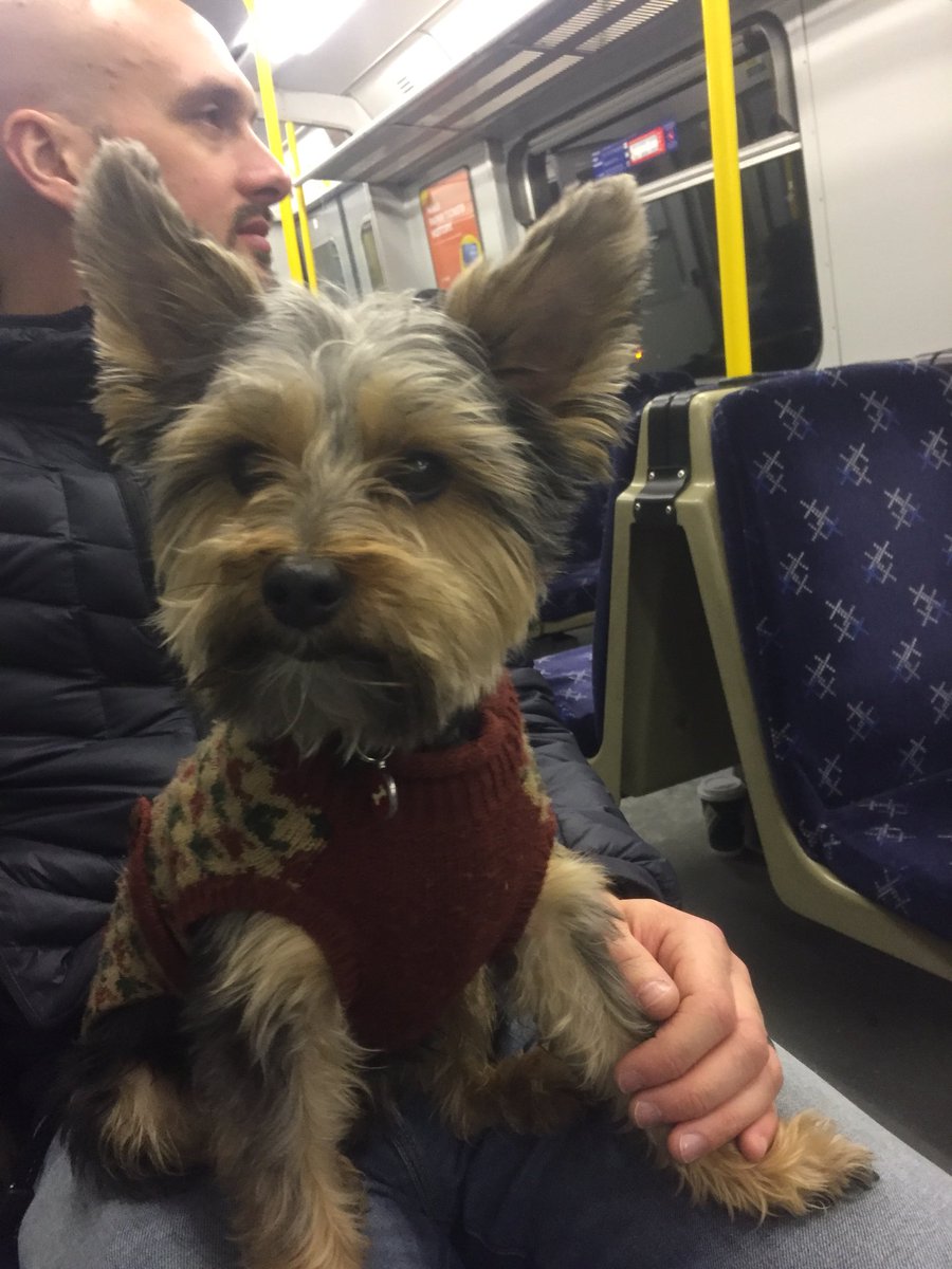 GillianK87's tweet photo. Thanks to the staff on the 9.12pm from Glasgow Central - Paisley Canal @ScotRail who were brilliant with our wee pup Snoop tonight! https://t.co/FrcJTETXrZ