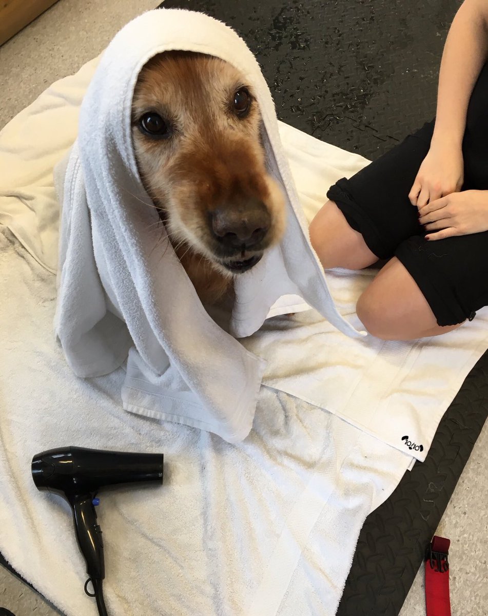 dog_rates's tweet photo. This is Remy. She’s almost 15 years old. Frequently attends aquatic treadmill therapy to keep pup her strength. 14/10 #SeniorPupSaturday https://t.co/aKsR5GdDSa
