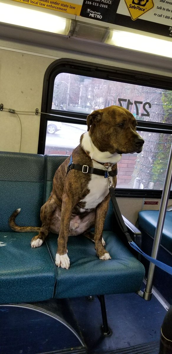 sagecodes's tweet photo. I'm having the best bus ride ever! https://t.co/GkQd14F9zu