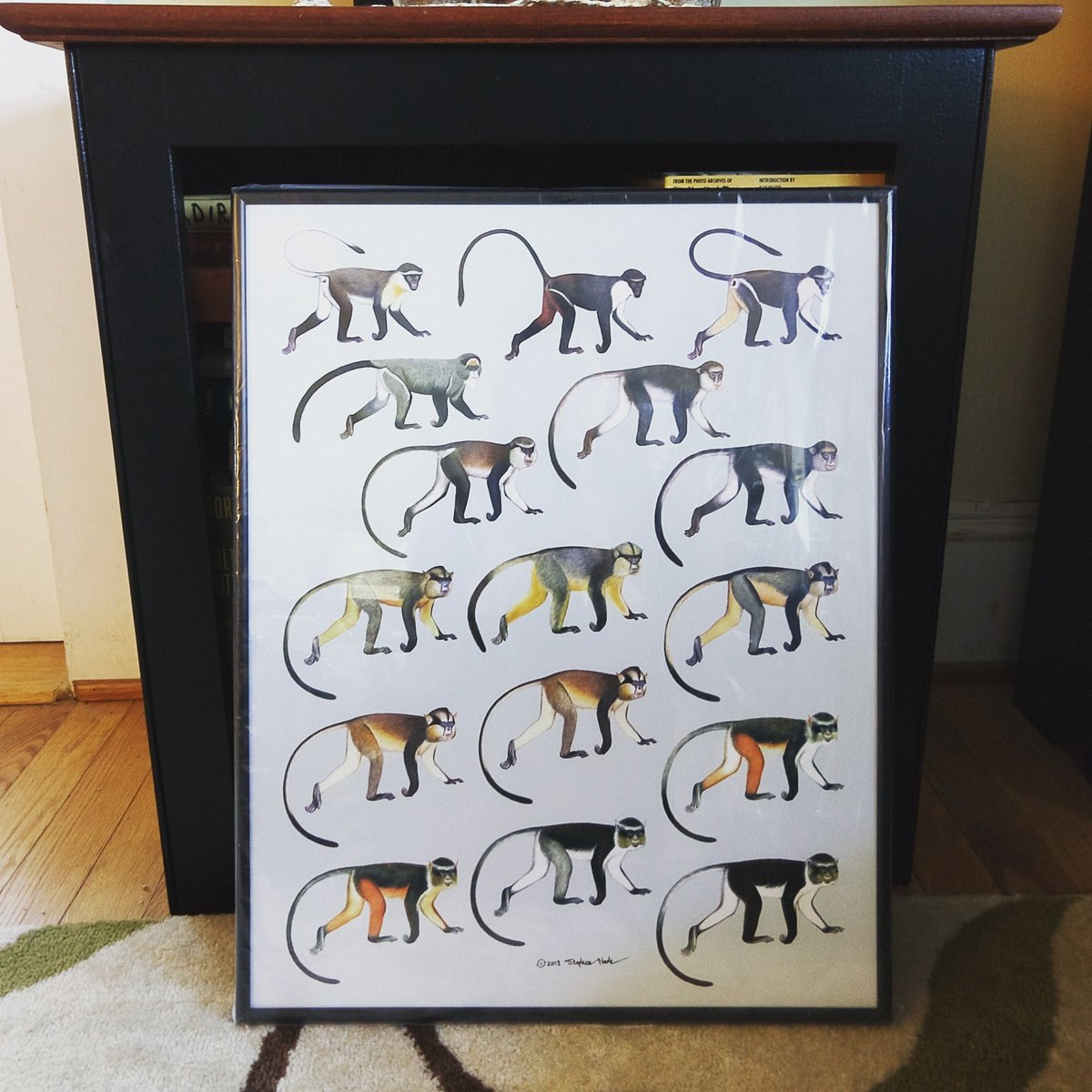 Diana_monkey's tweet photo. I finally got this beautiful illustration of the Mona, Diana, and Dryas superspecies framed! Stephen Nash sold it to me at #ips2016. https://t.co/ZqSl2v8BWY