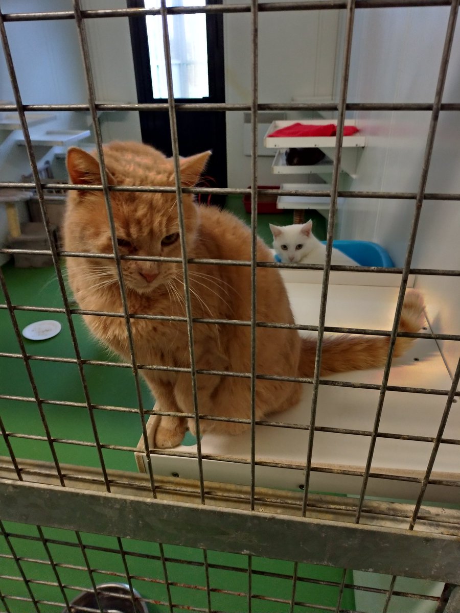 mythiXTrinity's tweet photo. N'oubliez pas après tout cela que plein d'animaux sont encore à adopter dans toutes les @SPA_Officiel de France !
Et que si vous ne pouvez pas ils ont grandement besoin de bénévoles pour les aider 😇 Ou de dons 🤗
Nous en parlerons lors du prochains live !
#streamspacholet https://t.co/6XaAwx5Upy