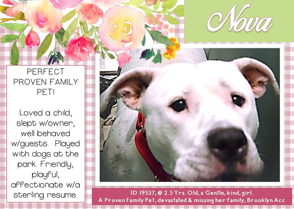 LewisandGregory's tweet photo. @MightyMutts @HumaneSocietyNY @BestBulliesNY @bestfriends @BullyProjectNYC @nycscr @RDRNE @HPRESQ @ehrdogs @PittieLovePeace @ItsaPittie @petsalive @4tLoDRottsnPits @louieslegacy @saveallanimals2 @Hfxanimallover @dogvillenews @realpitbull @nytimes https://t.co/lK6A8peKvG