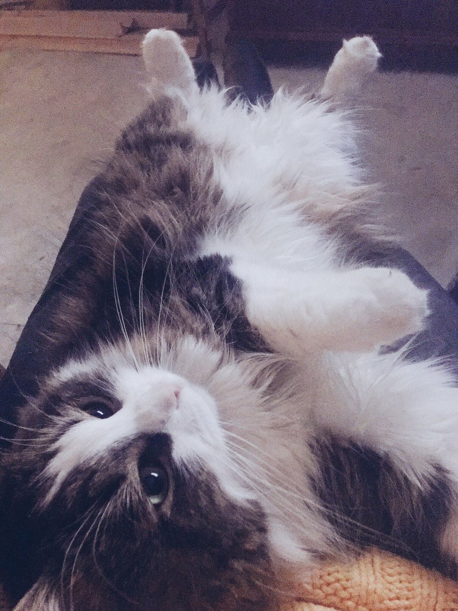 duffleslive's tweet photo. #classicduffles ❤️ #studiokitten https://t.co/WZ59D3vcjg